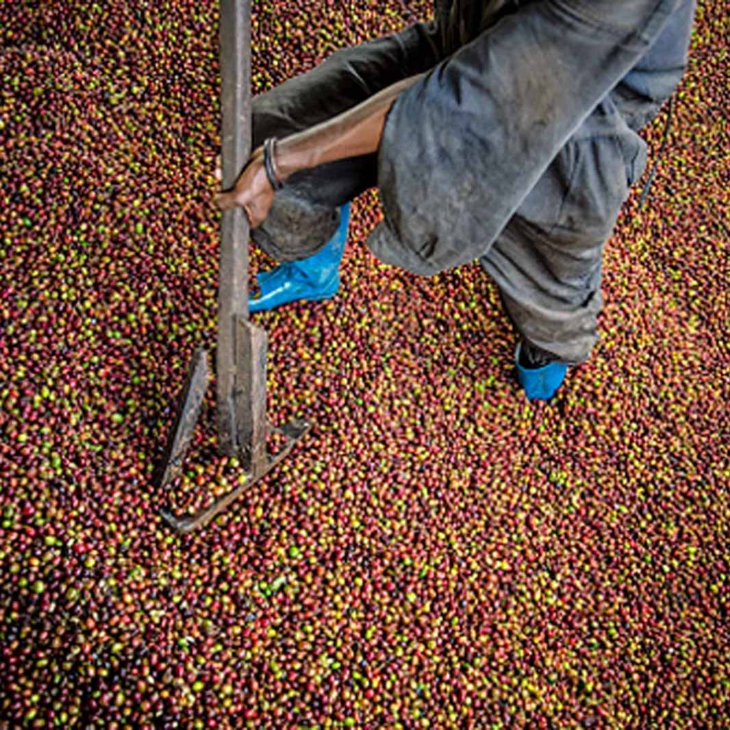 CÀ PHÊ KAFFA CỦA ETHIOPIA