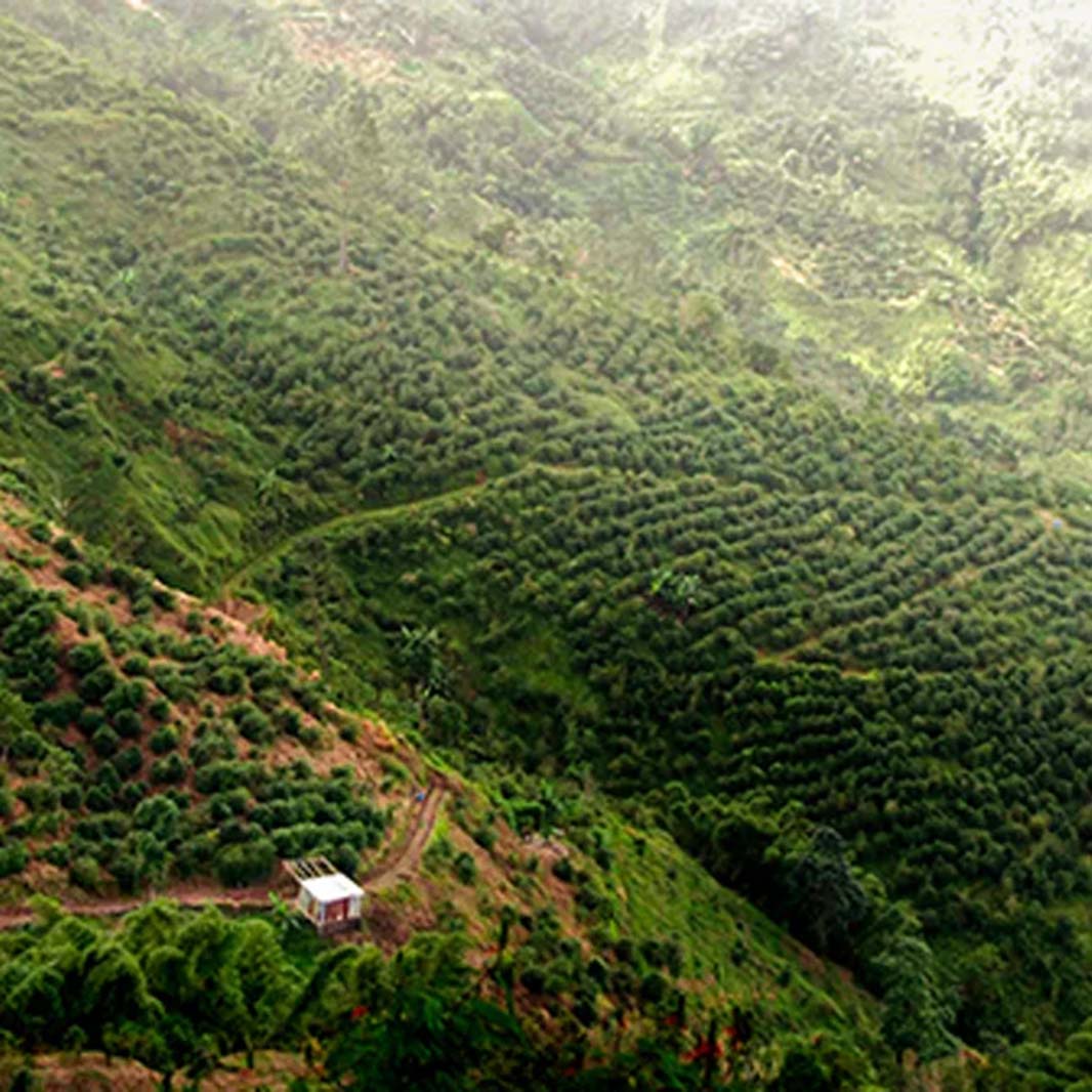 CÀ PHÊ BLUE MOUNTAIN CỦA JAMAICA