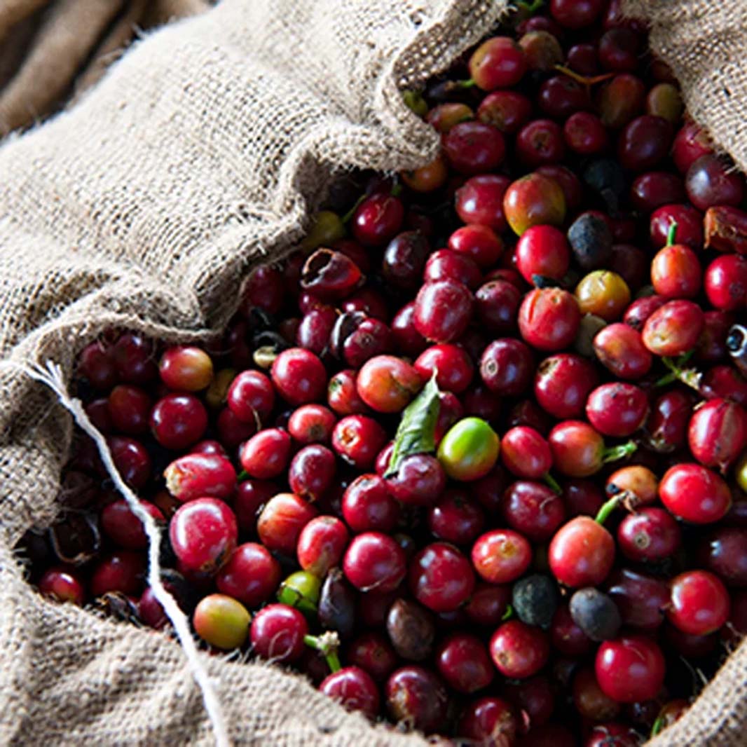 CÀ PHÊ KONA CỦA HAWAII