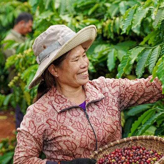 Cải thiện thu nhập nông dân nhờ vào thực hành canh tác nông nghiệp bền vững 