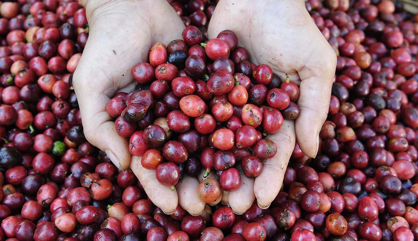 Chương trình NESCAFÉ Plan
