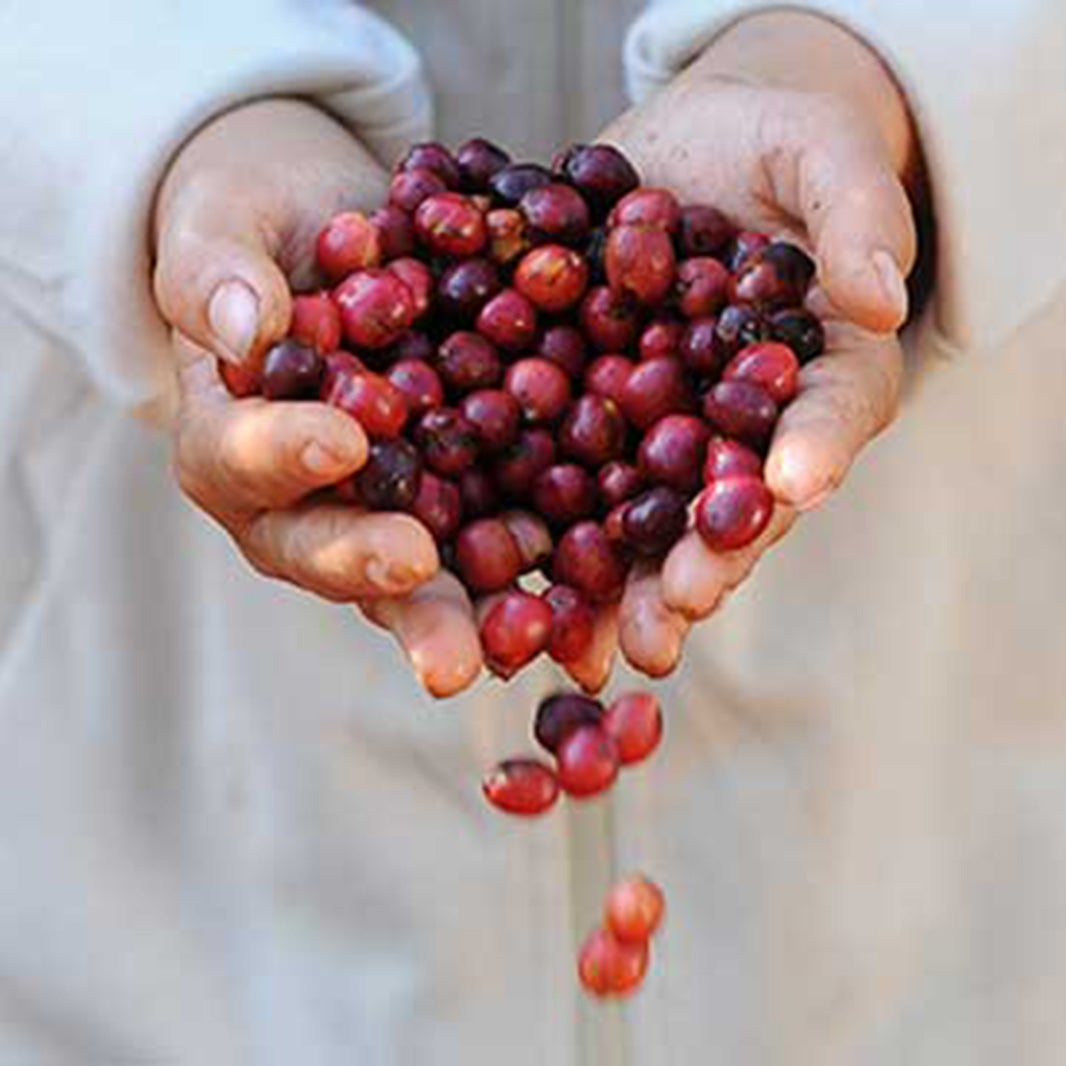 HẠT CÀ PHÊ ROBUSTA