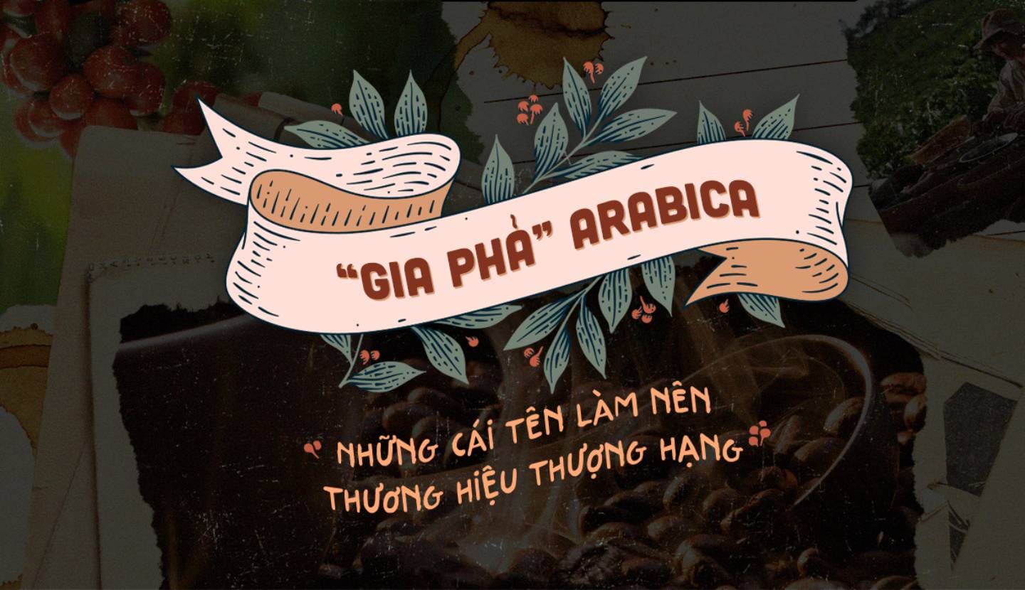 “Gia phả” Arabica: Những cái tên  làm nên thương hiệu thượng hạng