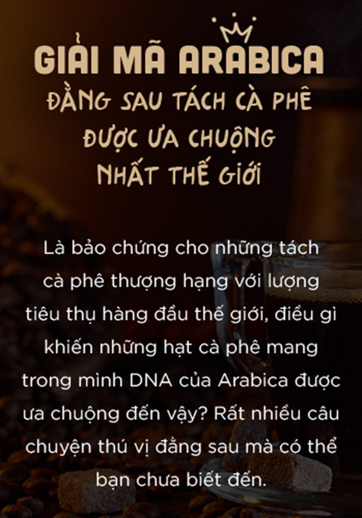 giai-ma-hat-ca-phe-arabica-banner
