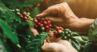 Thực chất là hạt của một loại trái cây