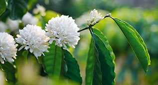 giai-ma-hat-ca-phe-arabica-coffee-fact