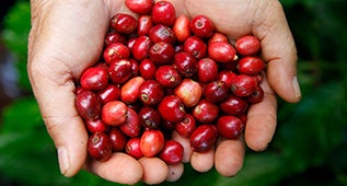 giai-ma-hat-ca-phe-arabica-coffee-fact