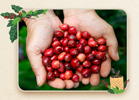 NESCAFÉ Plan vì lợi ích người tiêu dùng Việt Nam - 1