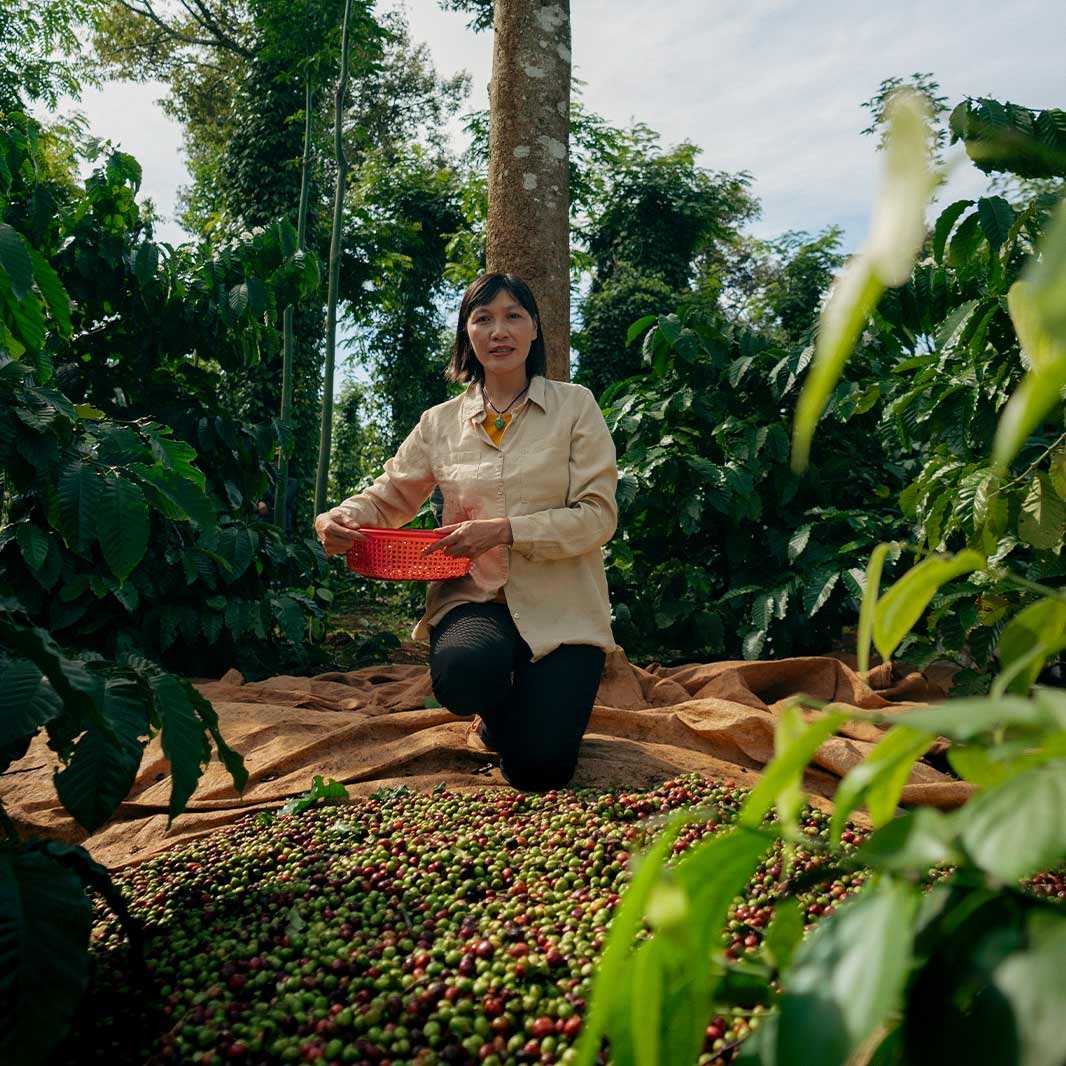 người hái cà phê