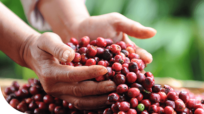 Gọi tên 4 loại cà phê Arabica phổ biến tại Việt Nam