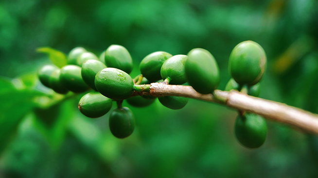 Gọi tên 4 loại cà phê Arabica phổ biến tại Việt Nam