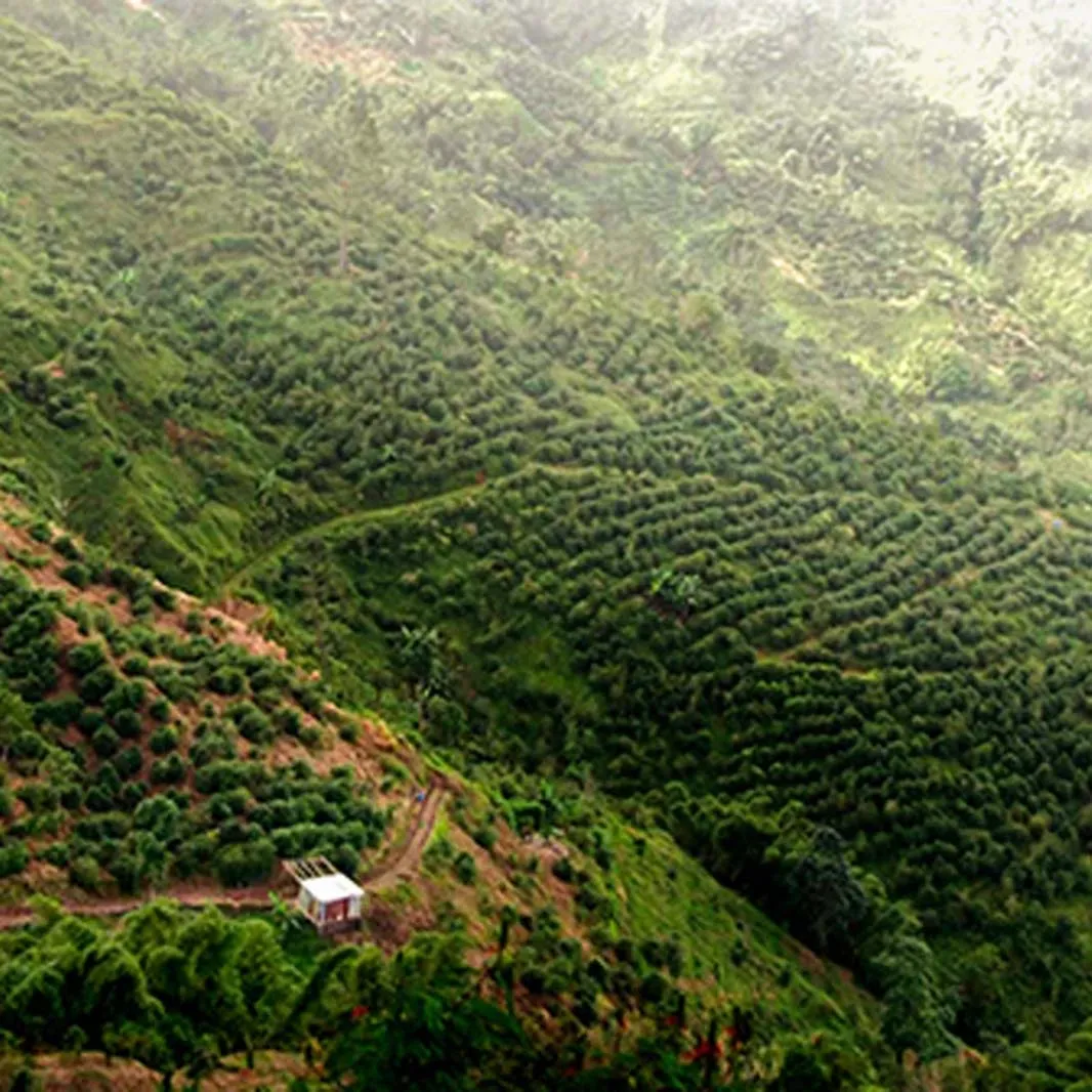 CÀ PHÊ BLUE MOUNTAIN CỦA JAMAICA