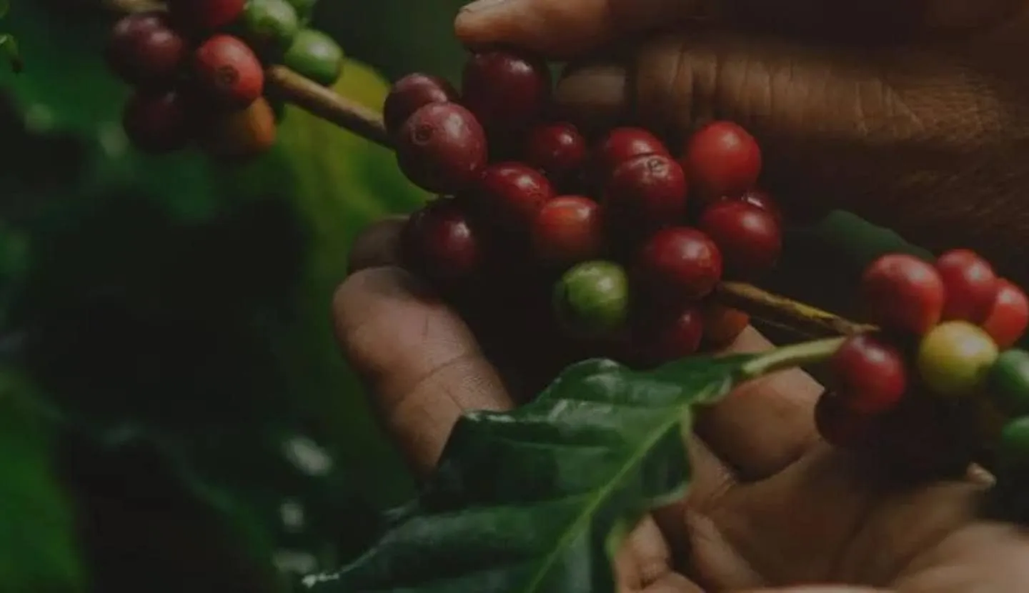 Giới thiệu NESCAFÉ