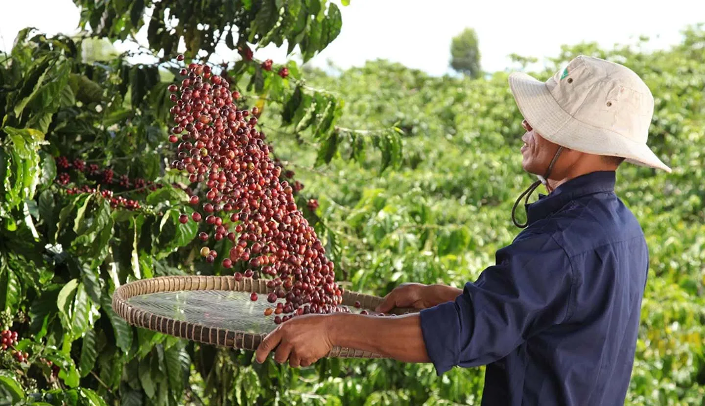 Chương trình NESCAFÉ Plan