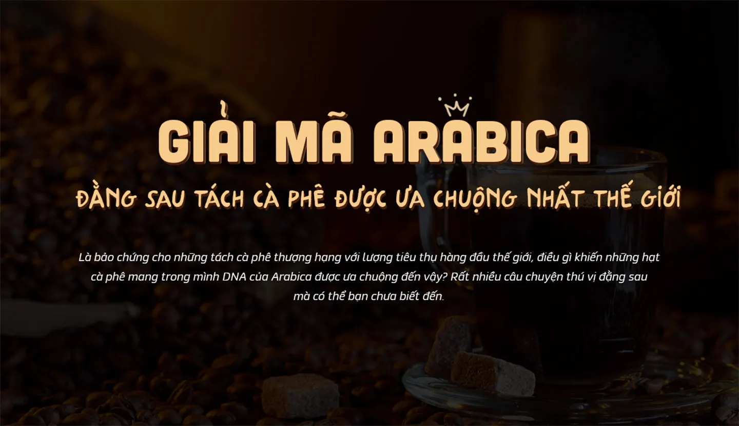 giai-ma-hat-ca-phe-arabica-banner
