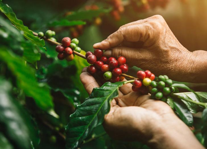NESCAFÉ Plan là dự án giúp nâng cao chất lượng hạt cà phê Việt 