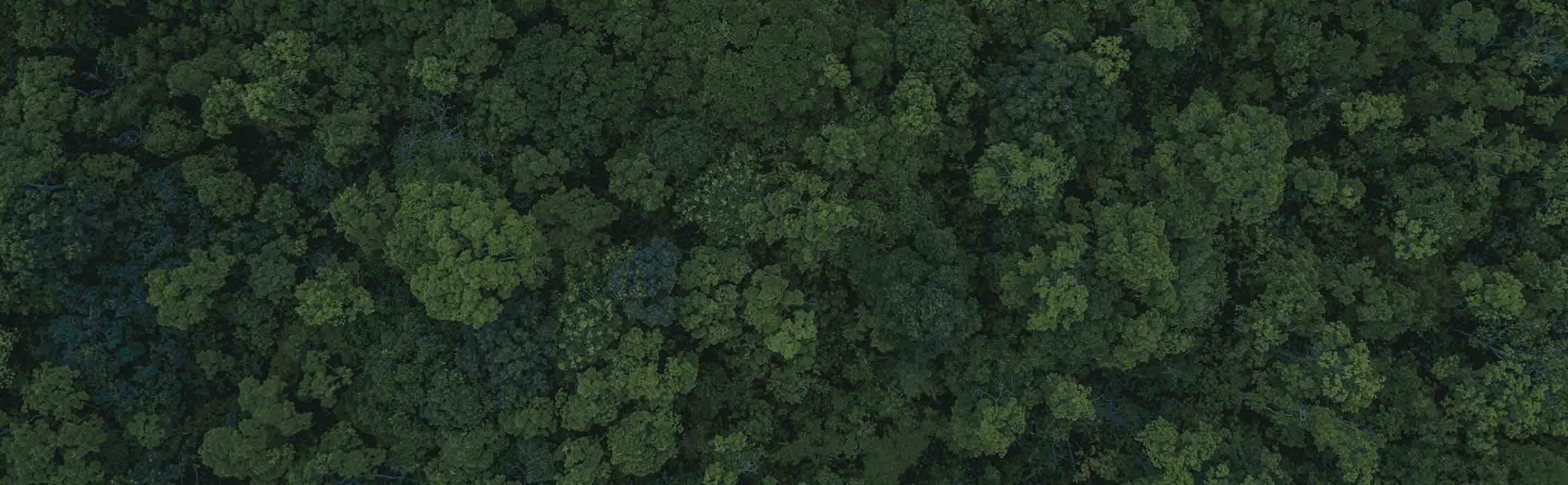 Nescafé sustainability promise