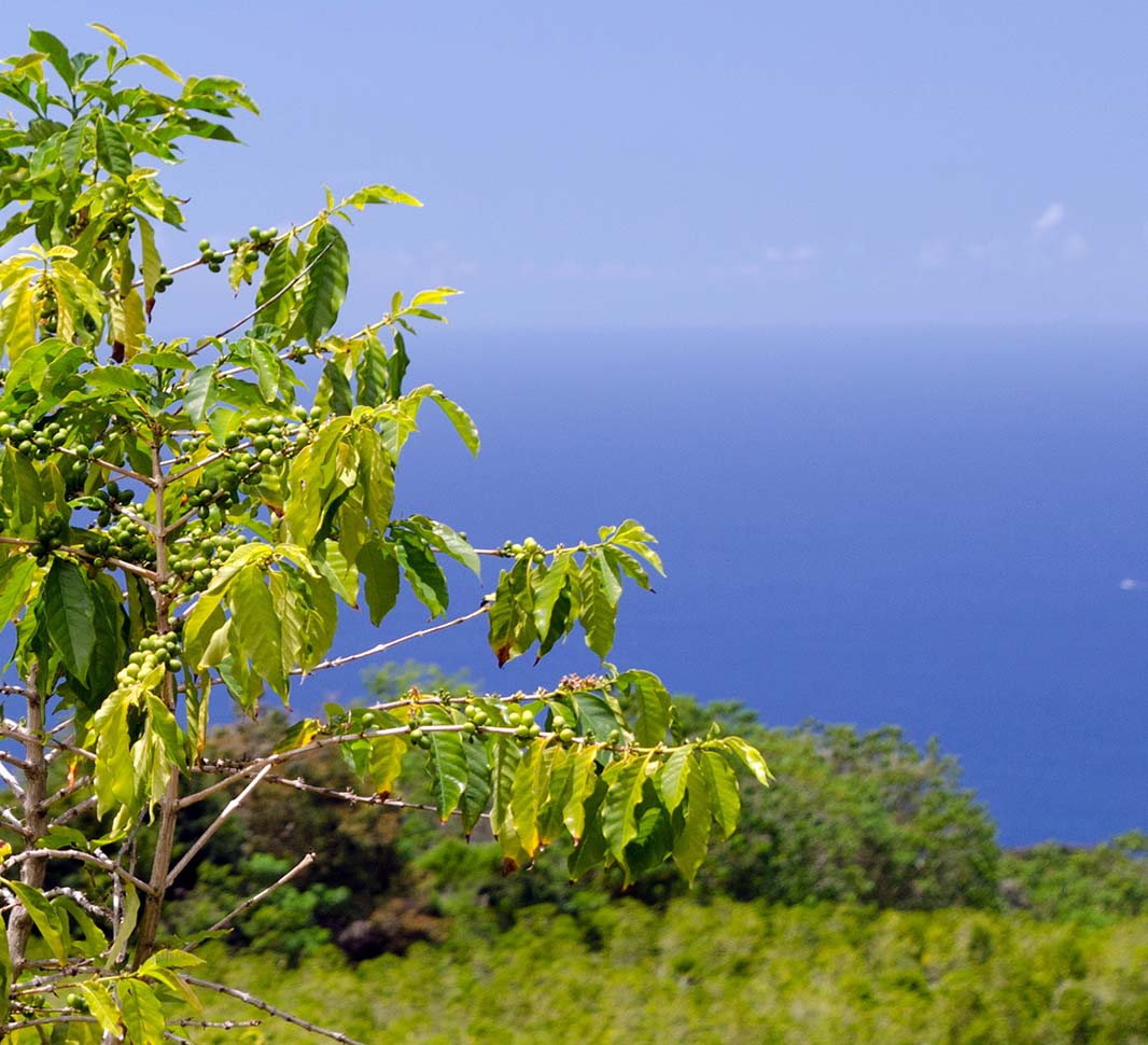 kona coffee