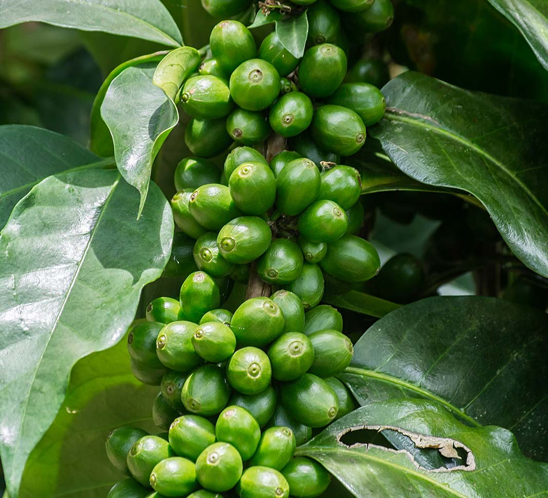 peruvian coffee