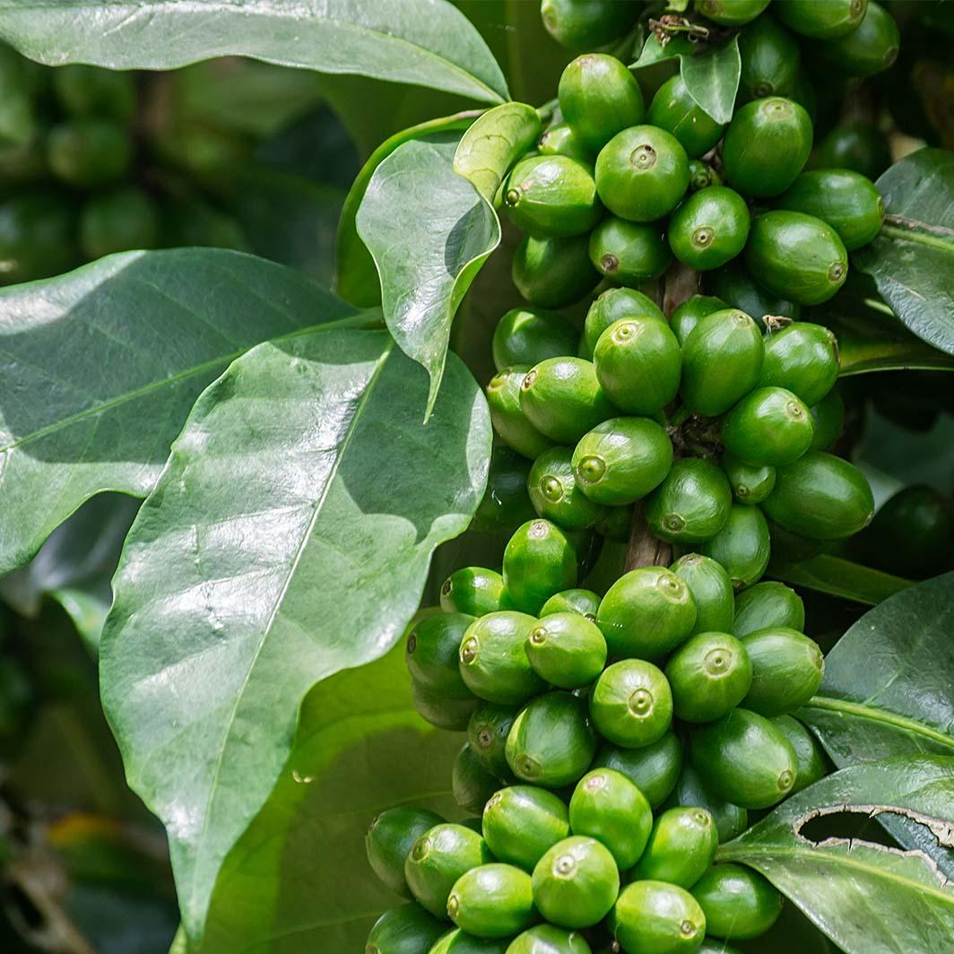 8 Of The Best Coffee Beans In The World