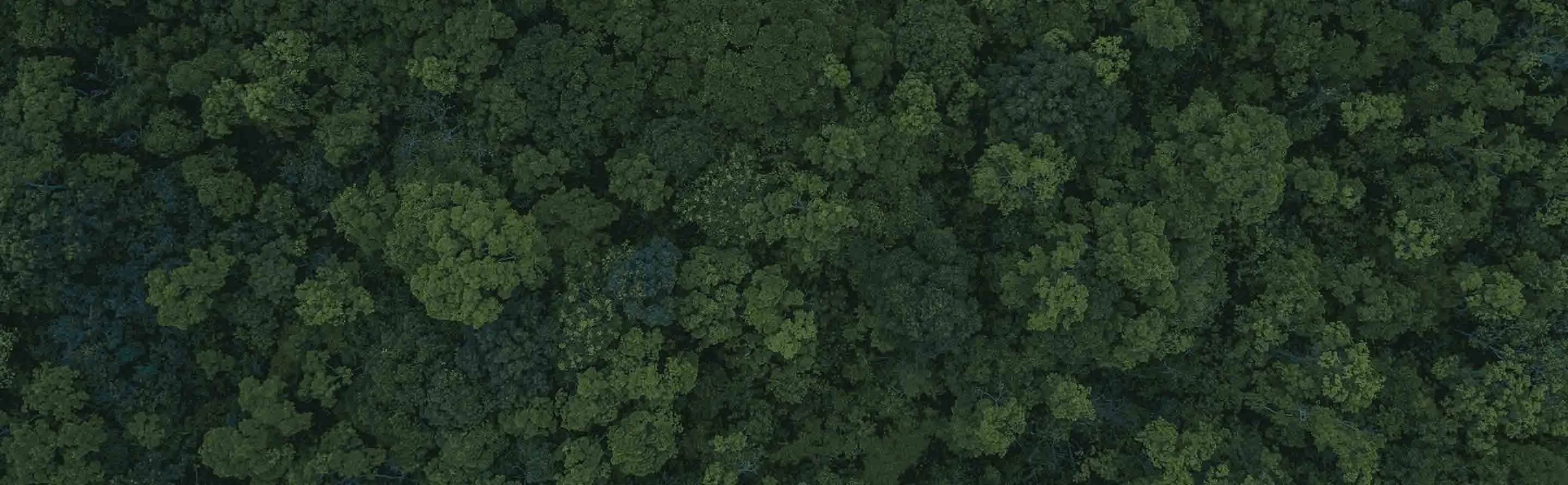 Nescafé sustainability promise